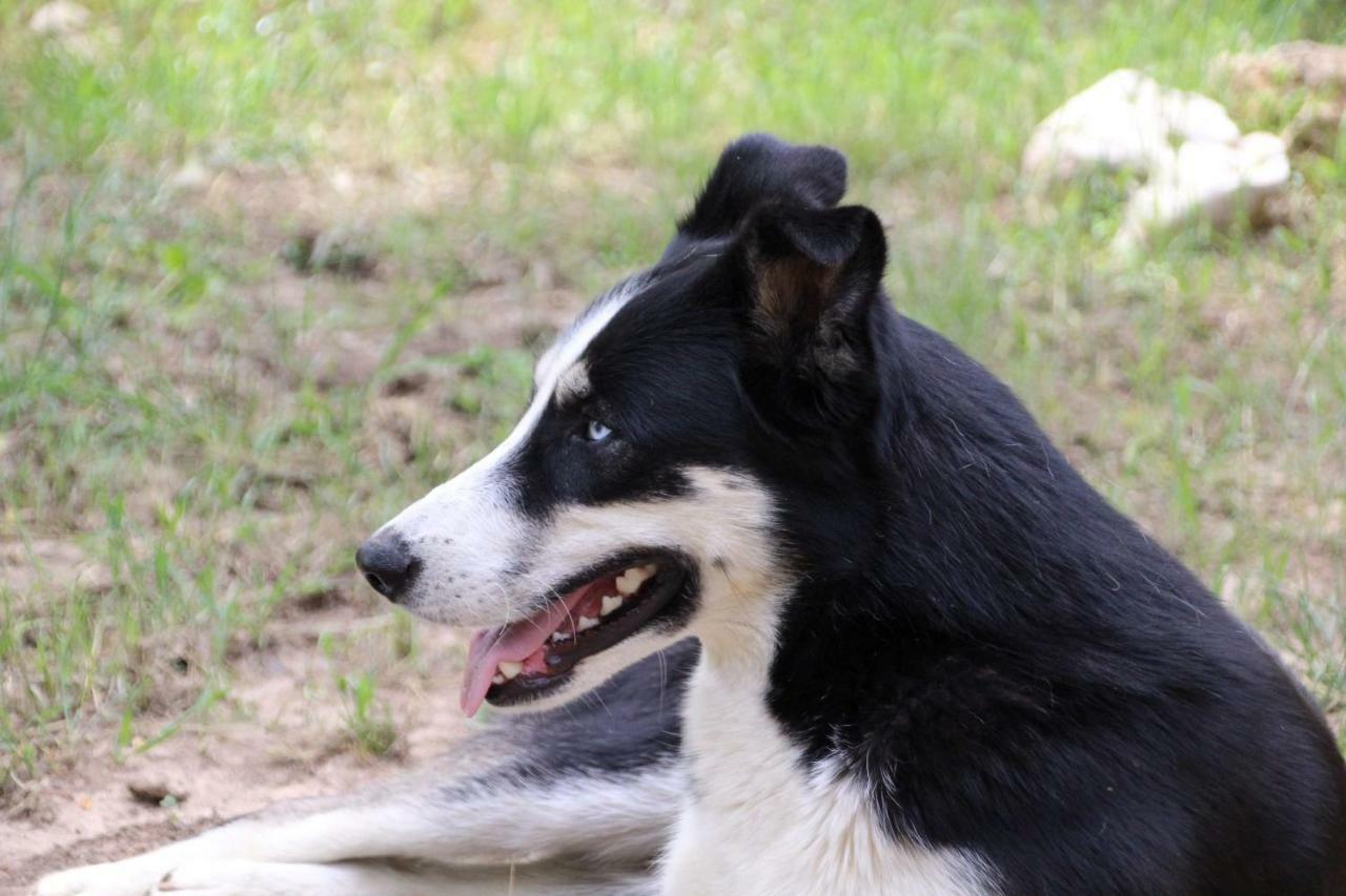 Willa Tenuta Tedone Consolini Ruvo di Puglia Zewnętrze zdjęcie