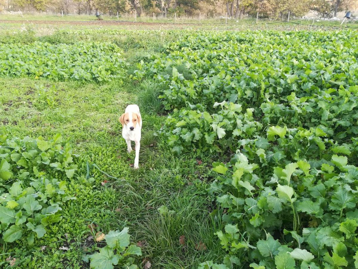 Willa Tenuta Tedone Consolini Ruvo di Puglia Zewnętrze zdjęcie