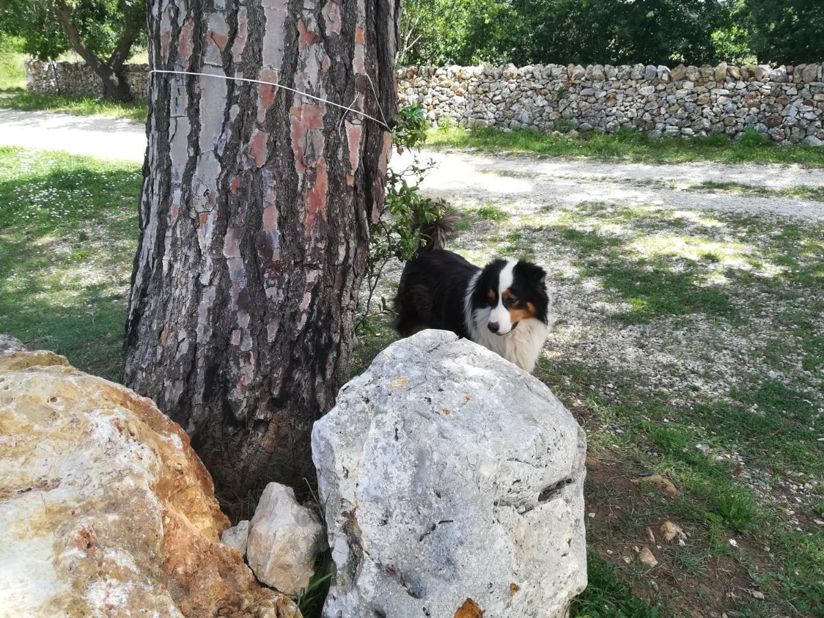 Willa Tenuta Tedone Consolini Ruvo di Puglia Zewnętrze zdjęcie